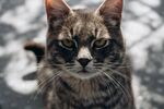 猫咪