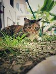 猫
