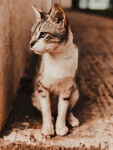 猫