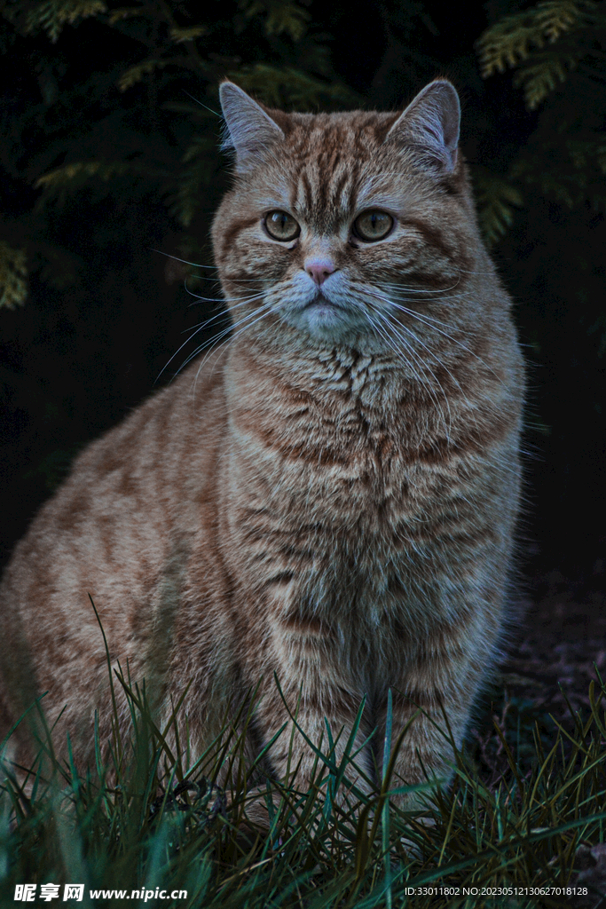 猫