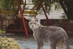 猫咪