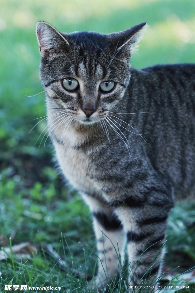 猫咪