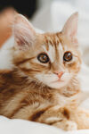 猫咪