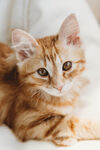 猫咪