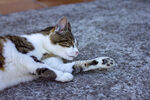 猫咪