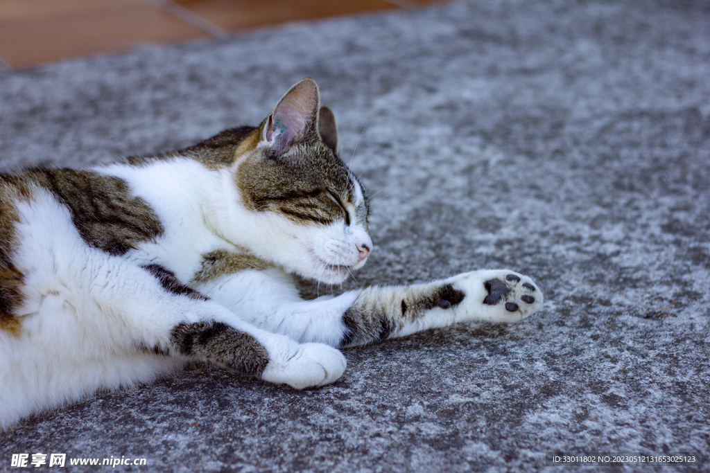 猫咪