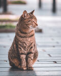 猫咪