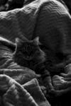 猫咪