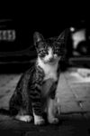 猫咪