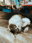 猫咪
