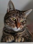 猫咪