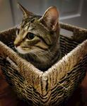 猫咪