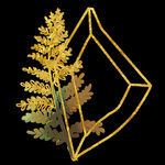 蕨类植物插画素材