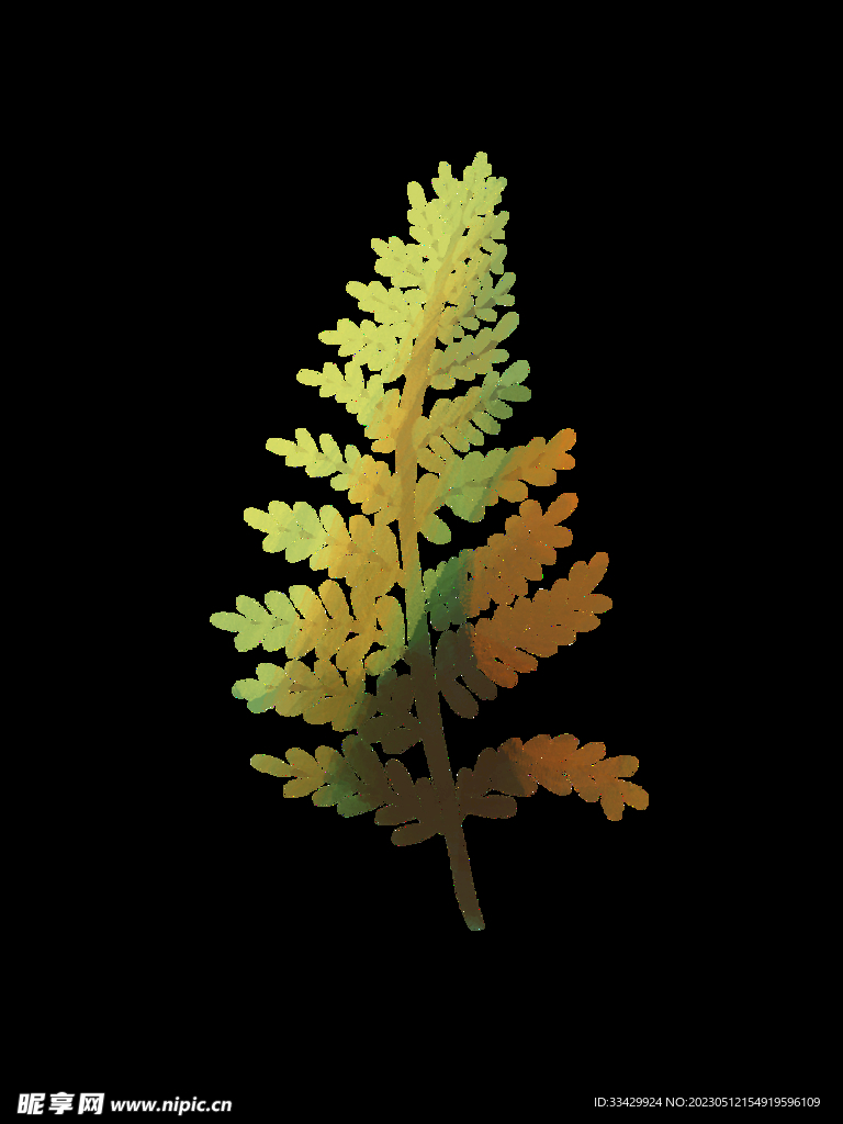 蕨类植物插画素材
