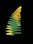 蕨类植物插画素材