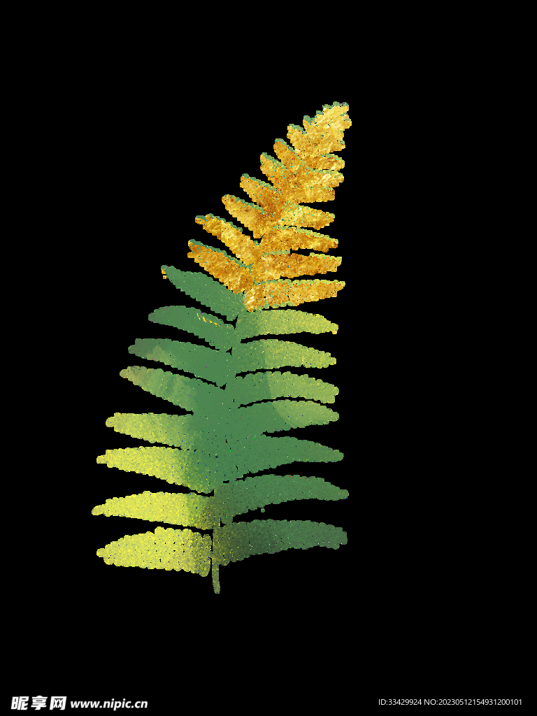 蕨类植物插画素材