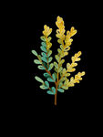 蕨类植物插画素材