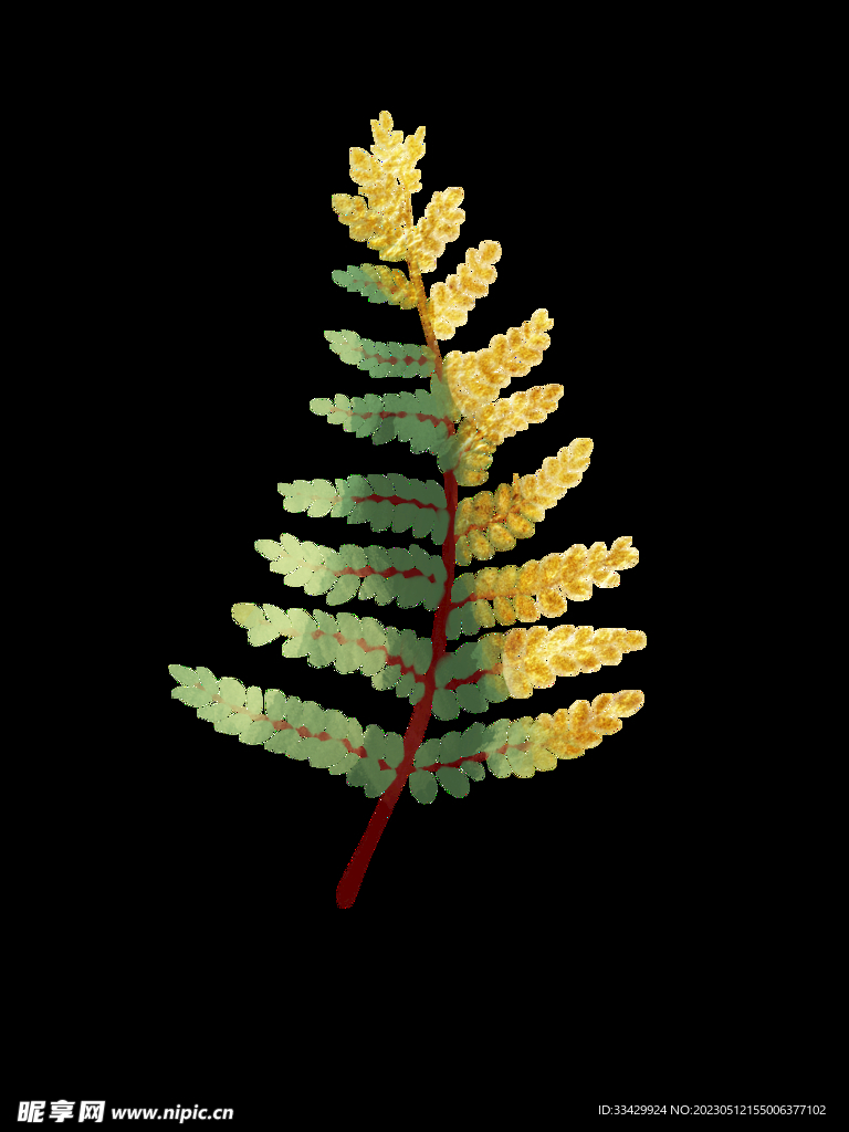 蕨类植物插画素材