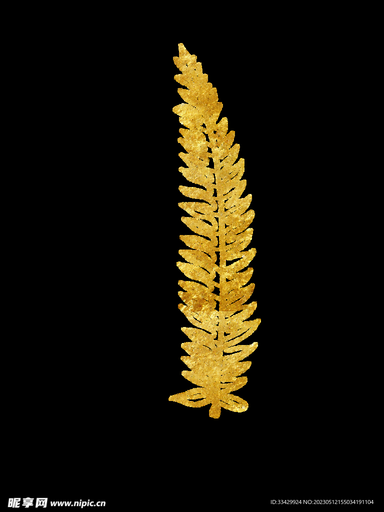 蕨类植物插画素材