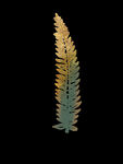 蕨类植物插画素材