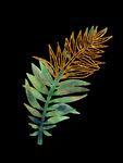 蕨类植物插画素材