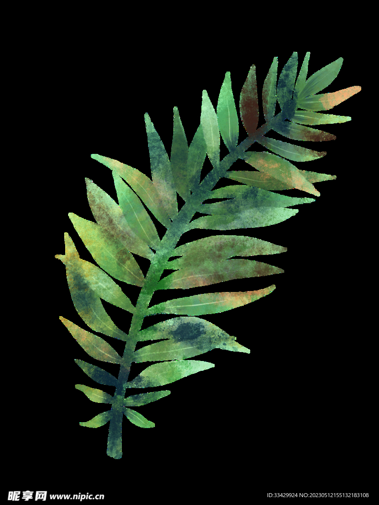 蕨类植物插画素材