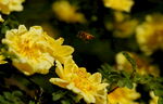 小花与蜜蜂