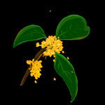 桂花 
