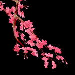 花树