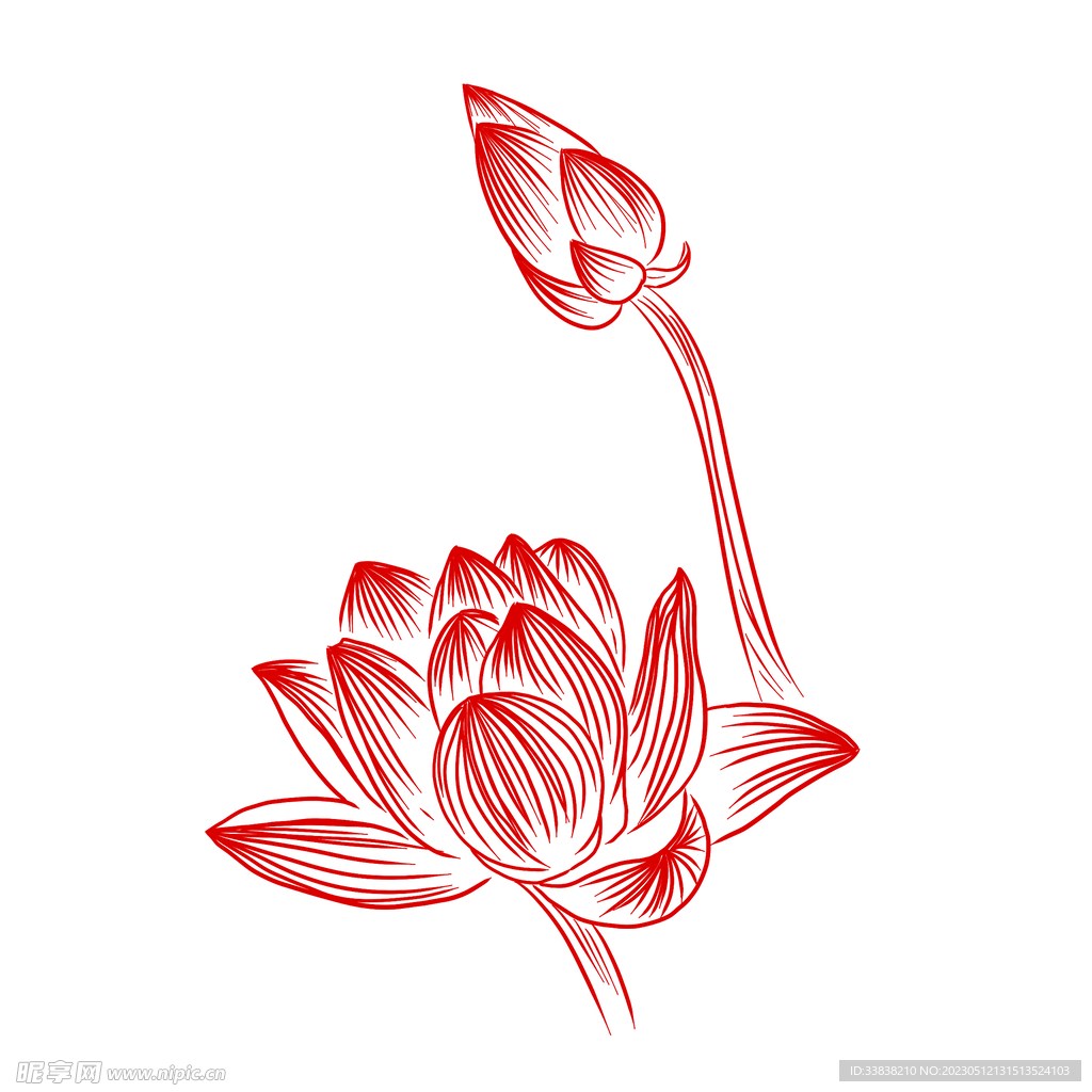 荷花 