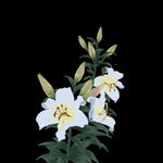 百合花