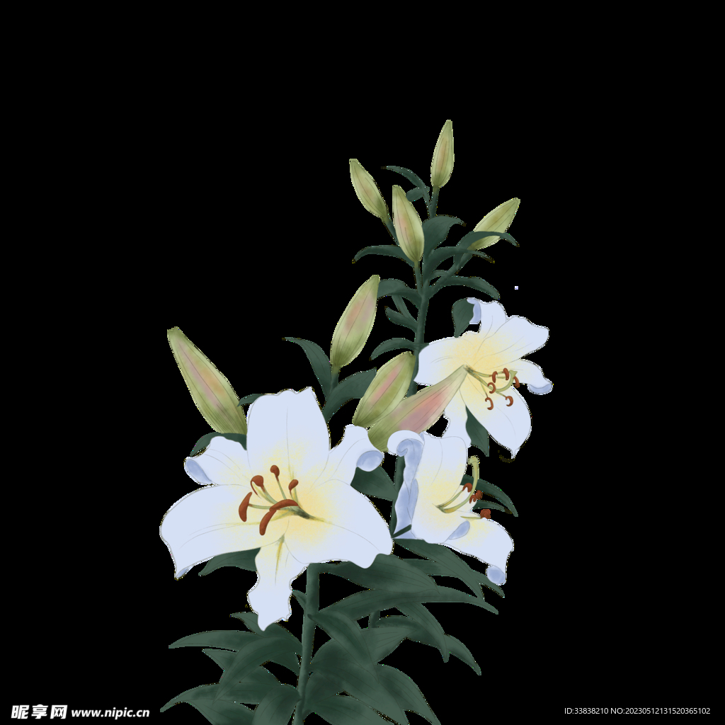百合花