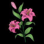 百合花