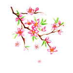桃花 