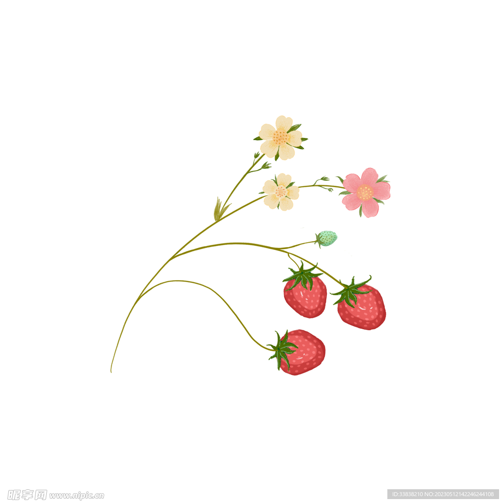 草莓