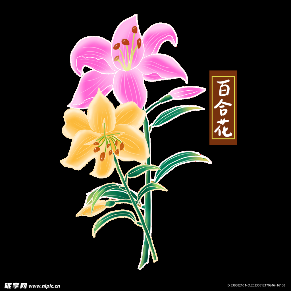 百合花 