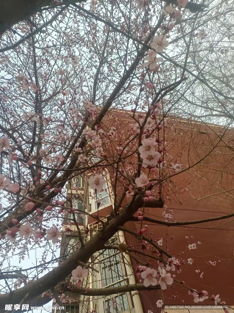 桃花