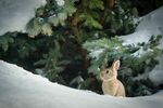 雪中兔子