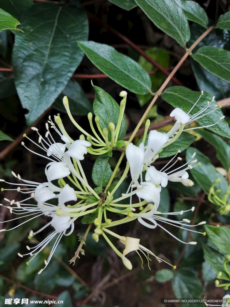 开花的金银花树