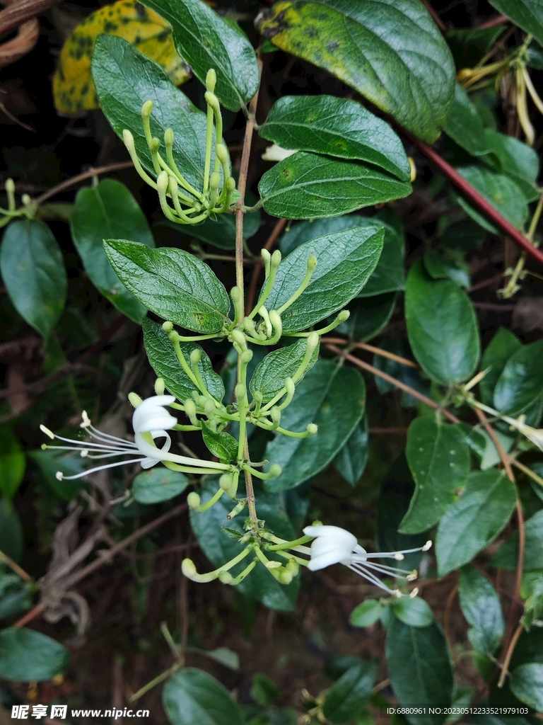 开花的金银花树