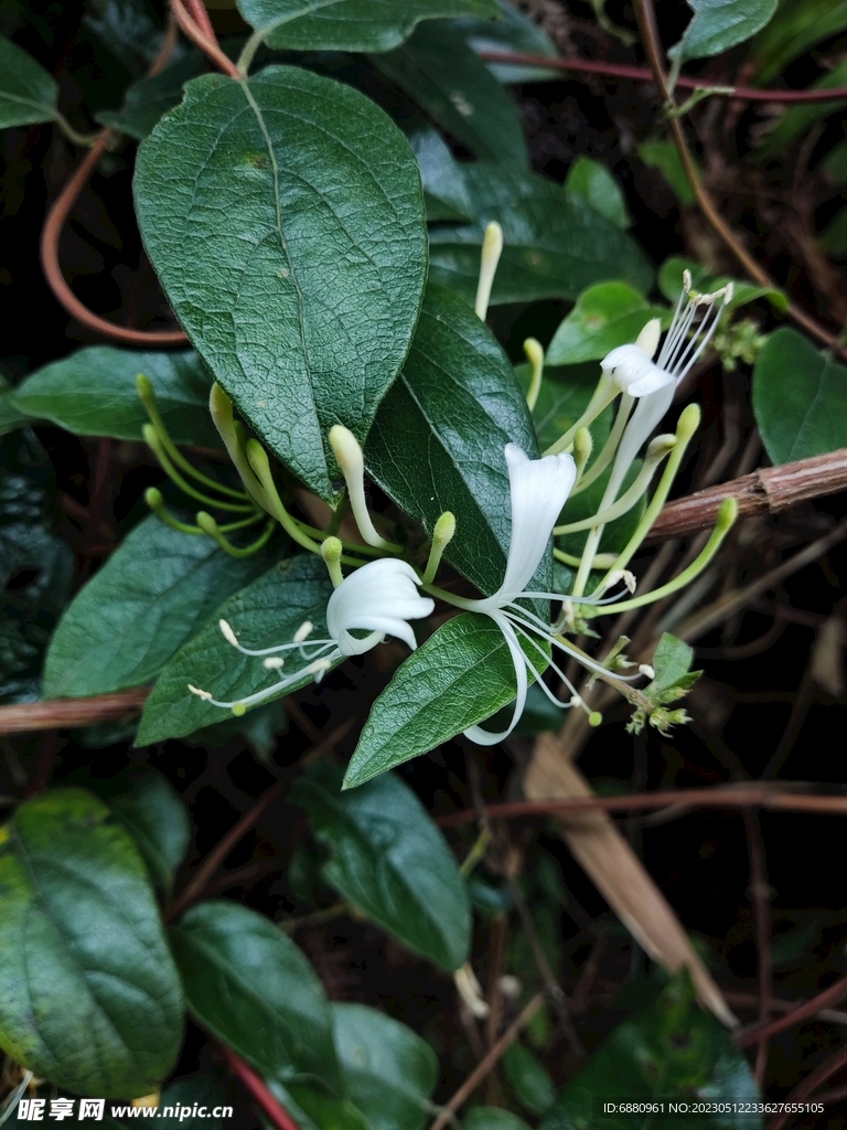 开花的金银花树