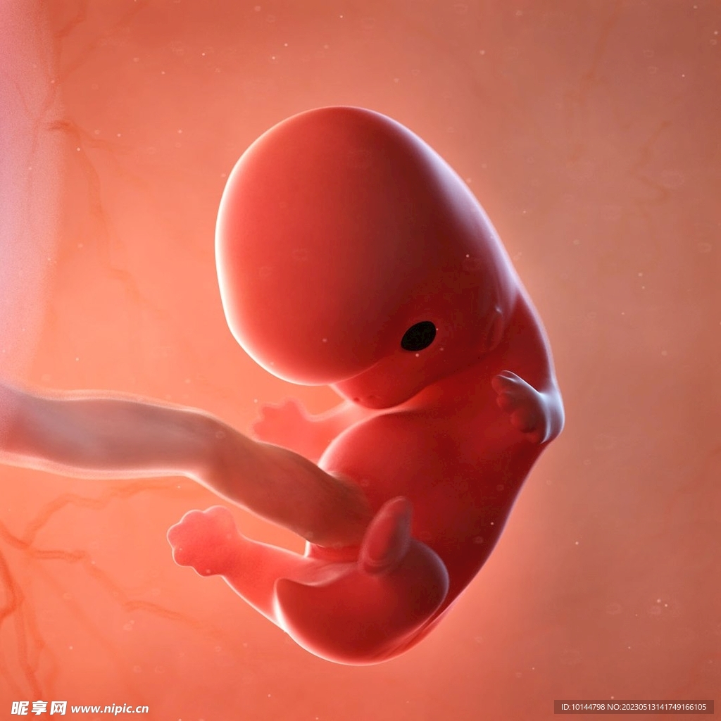8周的胎儿