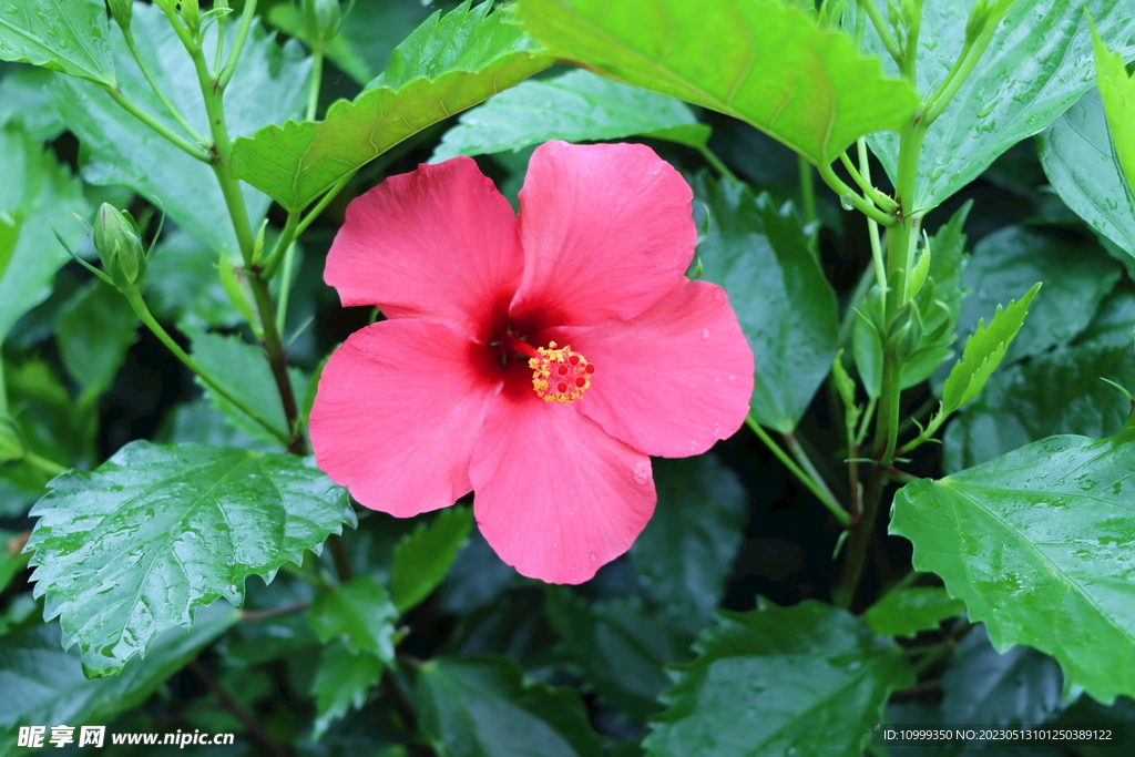 扶桑花