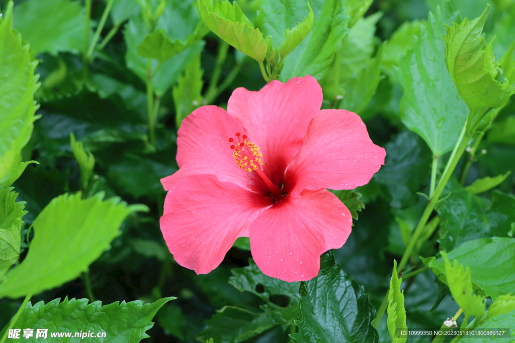 扶桑花
