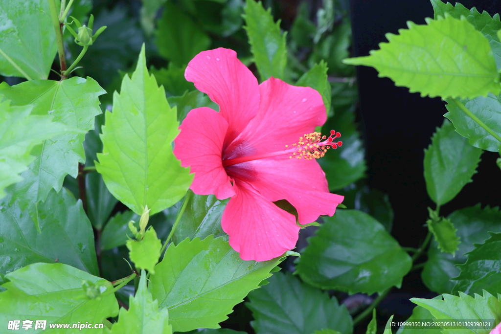 扶桑花