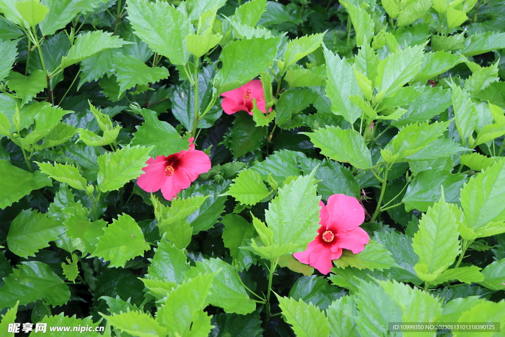 扶桑花