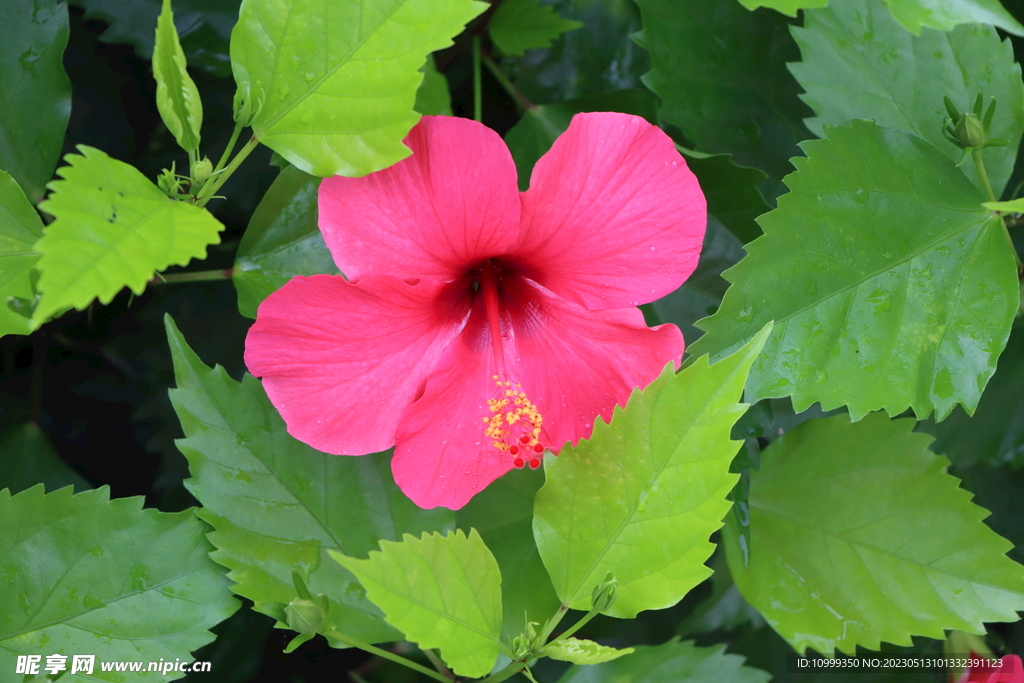 扶桑花