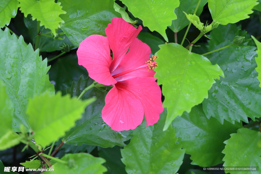 扶桑花