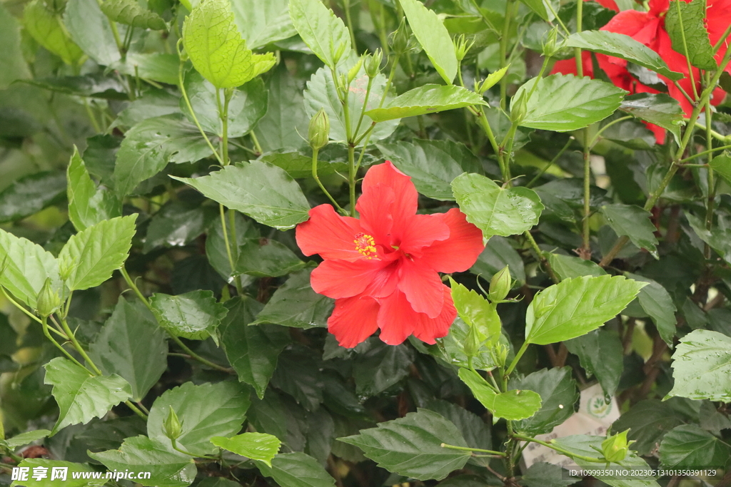 扶桑花