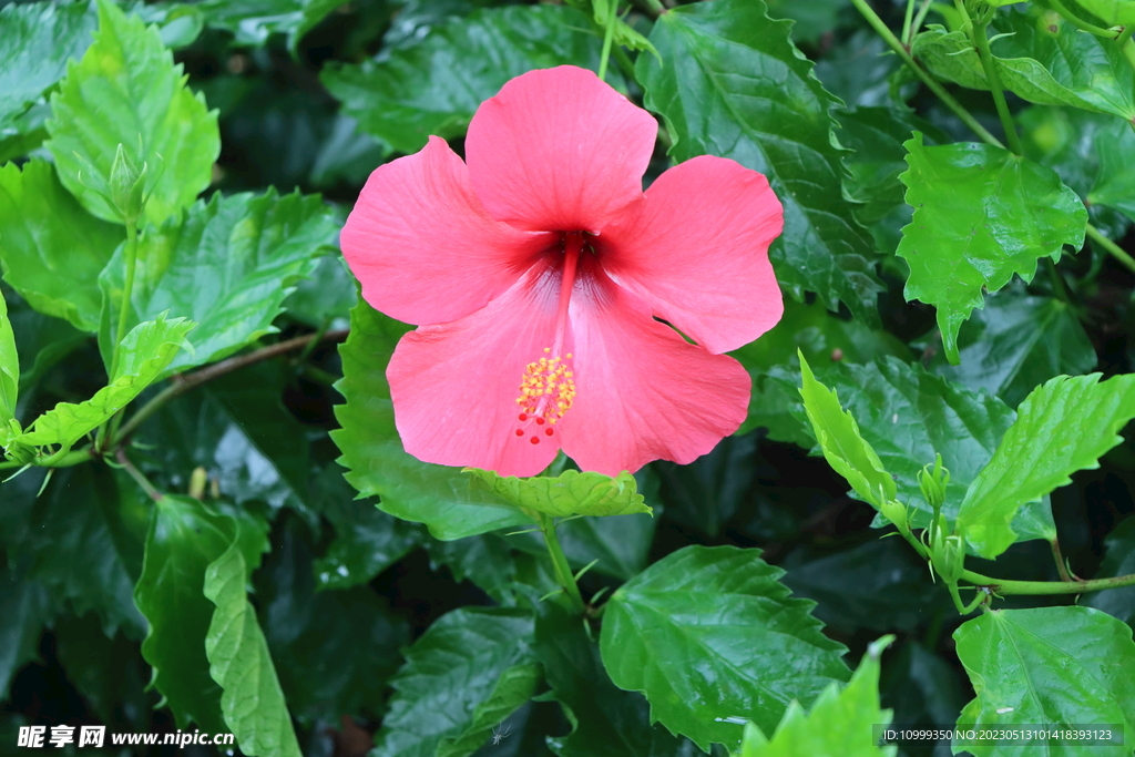 扶桑花